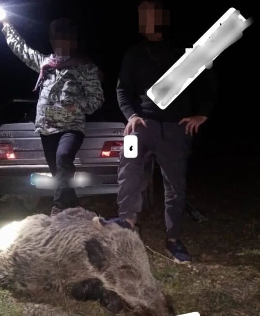 شکارچی گراز وحشی در سیرجان با رصد فضای مجازی دستگیر شد