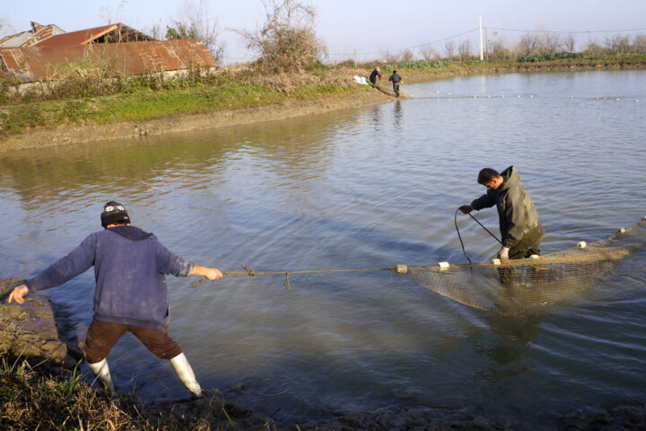چوب آبزیپروری زیر چرخ احیای آببندانهای مازندران