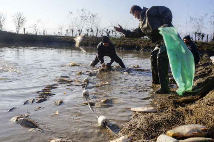 شروع برداشت ماهیان گرم آبی با پیش بینی۵۰ هزار تن از آب‌بندان‌های مازندران