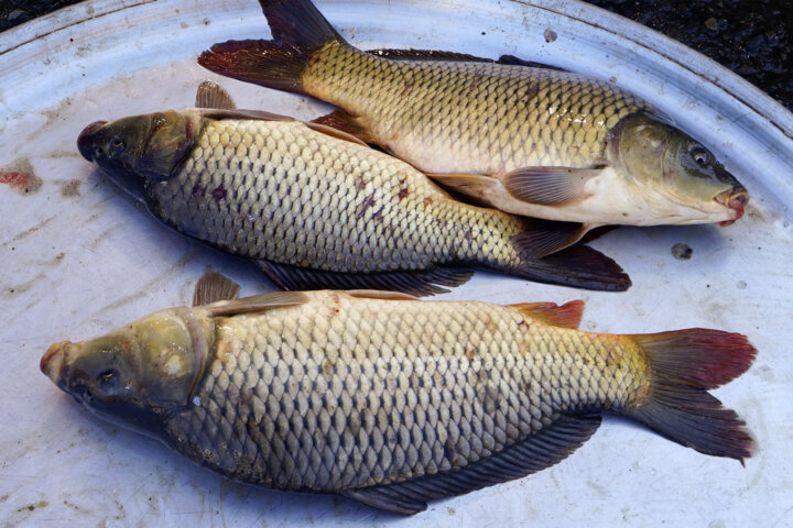 ماهیان پرورشی جایگزین ارزانتر ماهیان دریایی سرسفره یلدایی مازندرانی‌ها 
