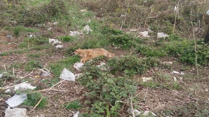 مطالبه دانشجویان بابل برای حل معضل زباله انجلیسی