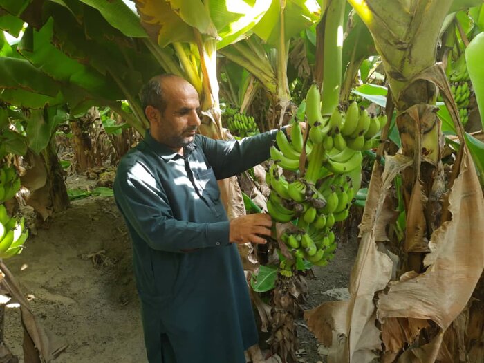 زرآباد؛ از قطب تولید موز کشور تا نگین نوظهور توسعه در سواحل مکران