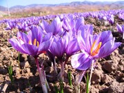 وقتی زعفران امید رونق اقتصادی برای روستاهای کوهستانی گلستان می‌شود/ آزمون زعفرانی برای مسوولان