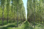طرح زراعت چوب در ۱۰۰ هکتار از اراضی خراسان‌شمالی هدف‌گذاری شد