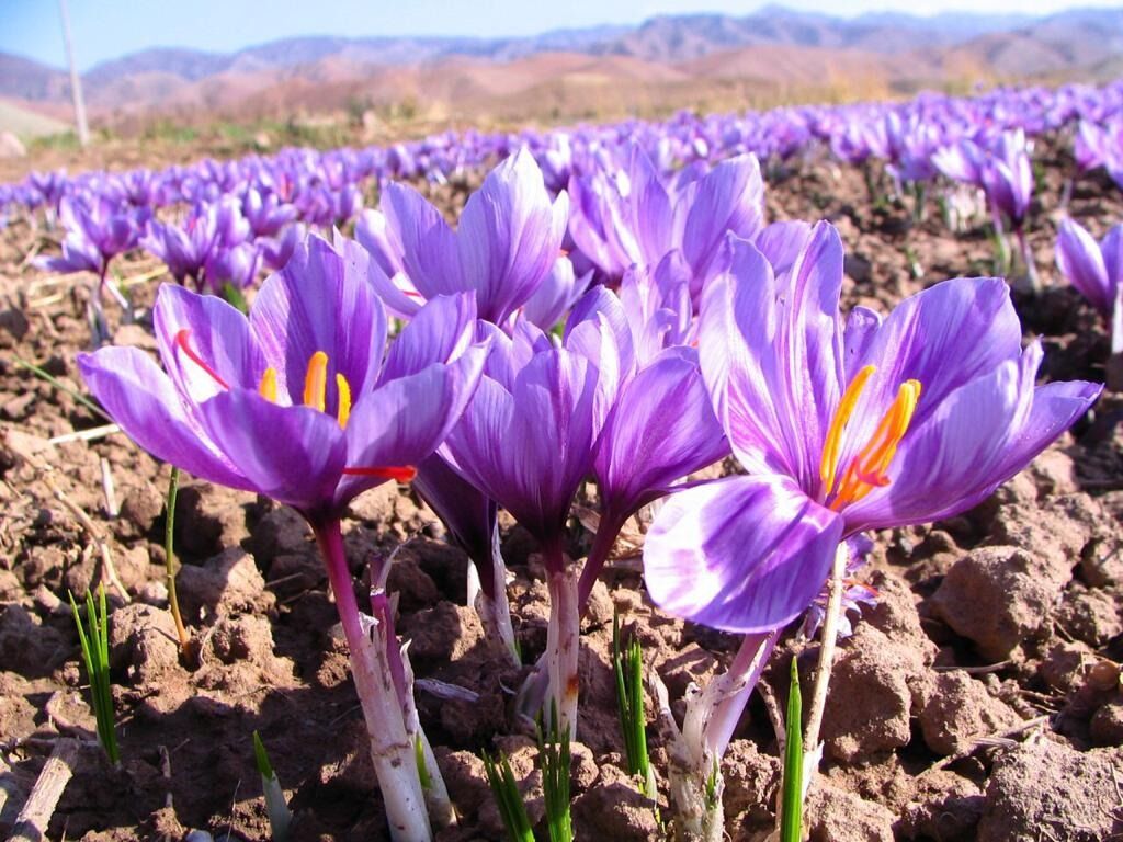 سطح زیرکشت زعفران در قطب پسته ایران ۹ برابر شد سطح زیرکشت زعفران در قطب پسته ایران ۹ برابر شد