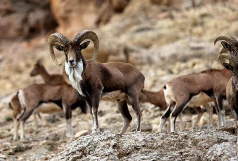 دستورالعمل صدور پروانه ویژه شکار چهار پا در قرق‌های اختصاصی ابلاغ شد 