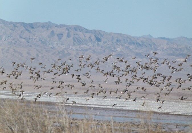 کاهش ۳۰ درصدی ورود پرندگان مهاجر به خراسان جنوبی کاهش ۳۰ درصدی ورود پرندگان مهاجر به خراسان جنوبی