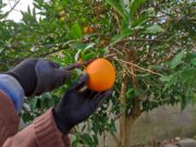 برداشت پرتقال با پیش بینی ۲میلیون تن از باغ‌های مازندران شروع شد
