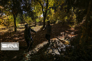 Shahzadeh Mahan Historical Garden, jewelry, shining in desert