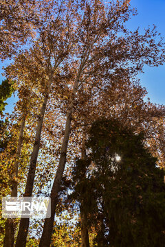 Shahzadeh Mahan Historical Garden, jewelry, shining in desert