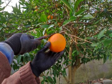 ۹۰ درصد پرتقال مازندران برداشت شد/ کاهش هزینه ها با هرس درختان