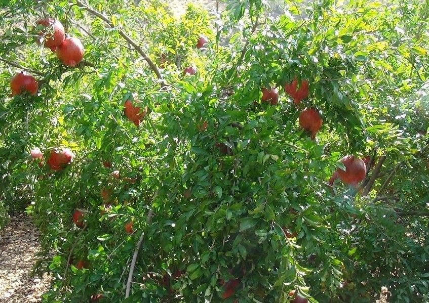 سفید شدن چشم دانههای انار فردوس به درِ پژوهشکده سفید شدن چشم دانههای انار فردوس به درِ پژوهشکده