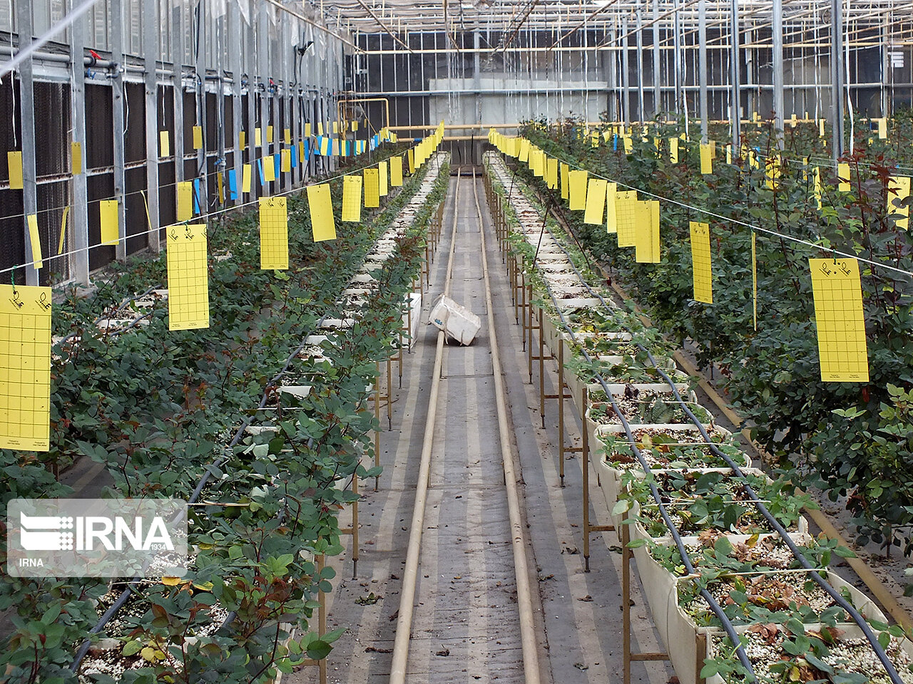 فرماندار جهرم :از کشت گلخانهای در این شهرستان حمایت میکنیم  فرماندار جهرم :از کشت گلخانهای در این شهرستان حمایت میکنیم