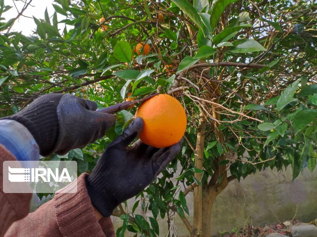 خرید پرتقال شب عید کشور هفته آینده در مازندران شروع می شود
