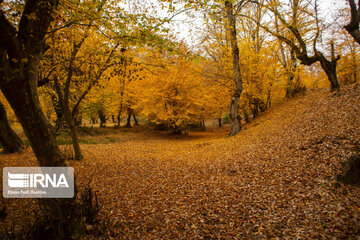 Les forêts de la province de Mazandaran (Nord d’Iran)