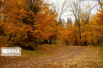 Les forêts de la province de Mazandaran (Nord d’Iran)