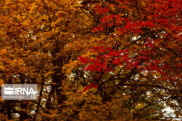 Les forêts de la province de Mazandaran (Nord d’Iran)