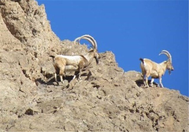 سرشماری پستانداران حیات وحش در مناطق کوهستانی سردشت انجام شد