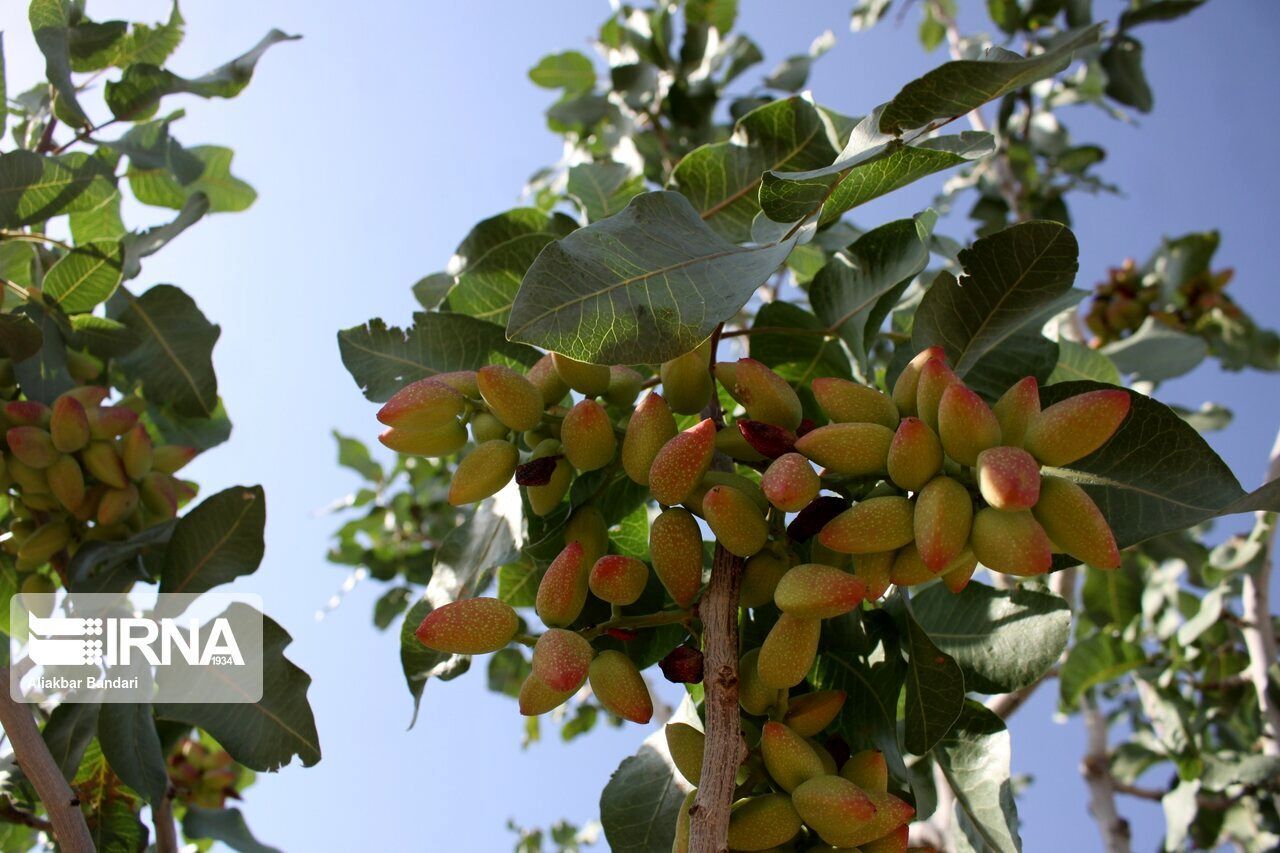نگاهی به ظرفیتهای باغی قم؛ از پسته مرغوب تا زیتون اعلا نگاهی به ظرفیتهای باغی قم؛ از پسته مرغوب تا زیتون اعلا