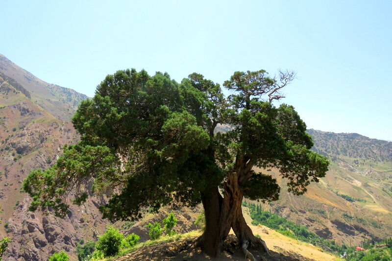 بیایید با زیستگاه درختان همیشه سبز 500 ساله کرمان آشنا شویم