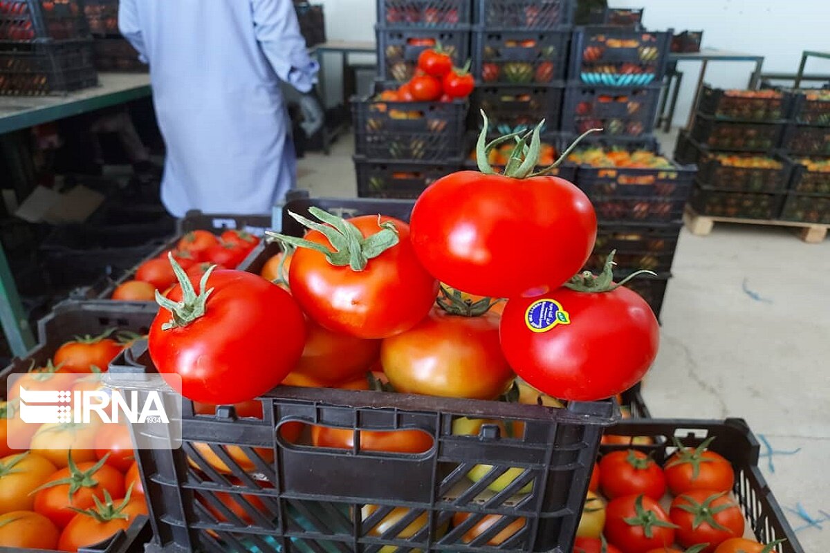 گوجه فرنگی قزوین به چهار کشور صادر شد