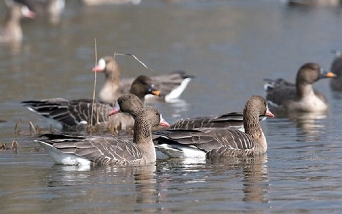 شادابی؛ رهاورد غازهای پیشانی سفید برای تالابهای آذربایجانغربی