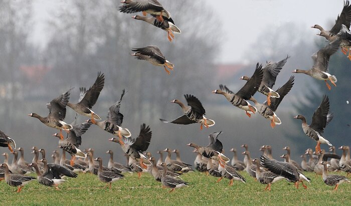 شادابی؛ رهاورد غازهای پیشانی سفید برای تالابهای آذربایجانغربی