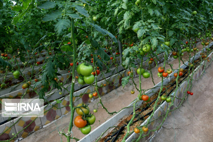 تولید دانشبنیان پیشنیاز پویایی اقتصاد گلستان در گام دوم انقلاب 6