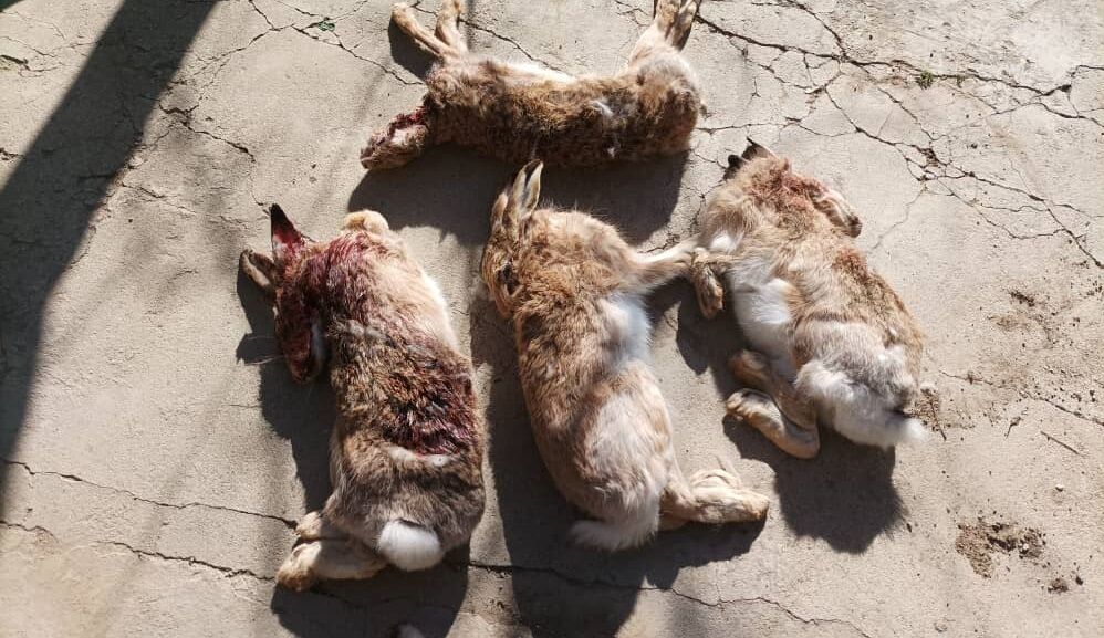 شکارچیان چهار سر خرگوش در شهرستان بهار دستگیر شدند