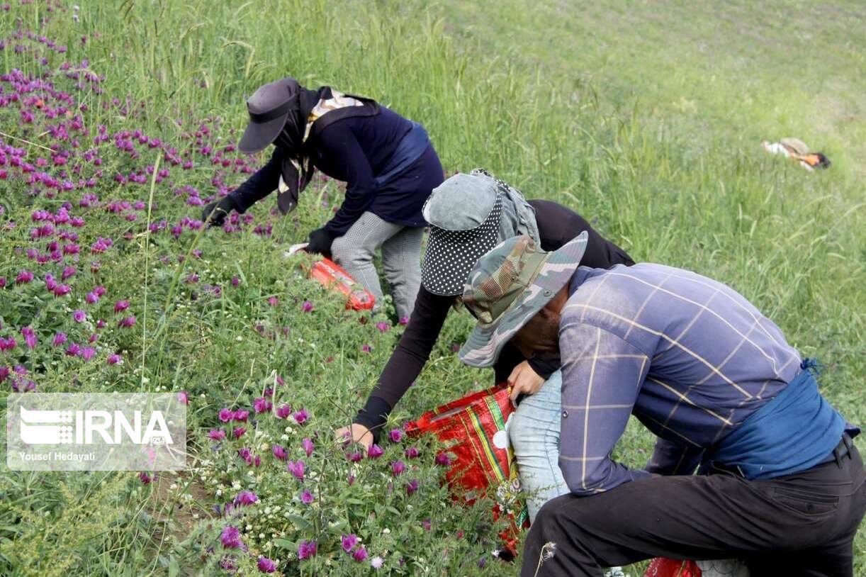 ۵۰۰ هکتار از اراضی رازوجرگلان به کشت گیاهان دارویی اختصاص یافت