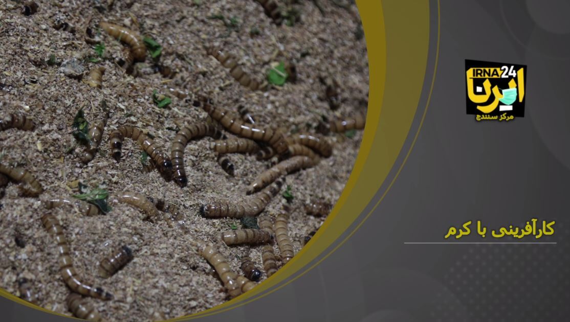 فیلم: کار آفرینی با کرم