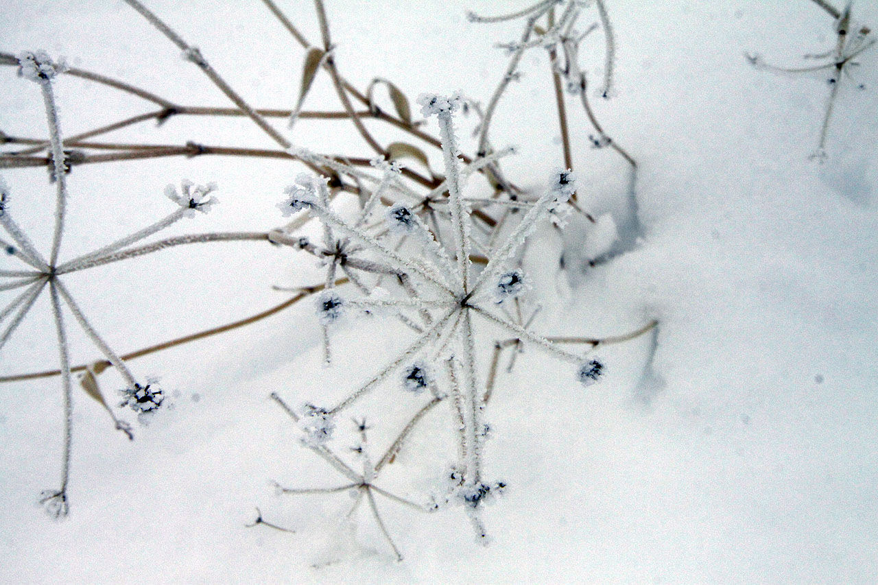 سرمای هوای فارس و لزوم صرفه جویی در مصرف گاز سرمای هوای فارس و لزوم صرفه جویی در مصرف گاز