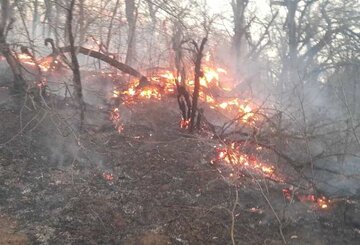 باد شدید آتش جنگل‌های گلستان را شعله‌ور کرد