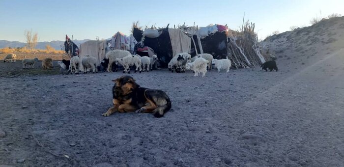 شبی در سیاهچادرهای شرق کرمان