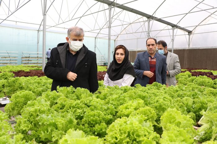 کشت گلخانه ای نسخه نجاتبخش برای کشاورزی/ شهرک گلخانه ای البرز به بار می نشیند