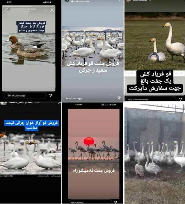 کشتار قوهای سرخرود؛ یک ادعا و چند ابهام