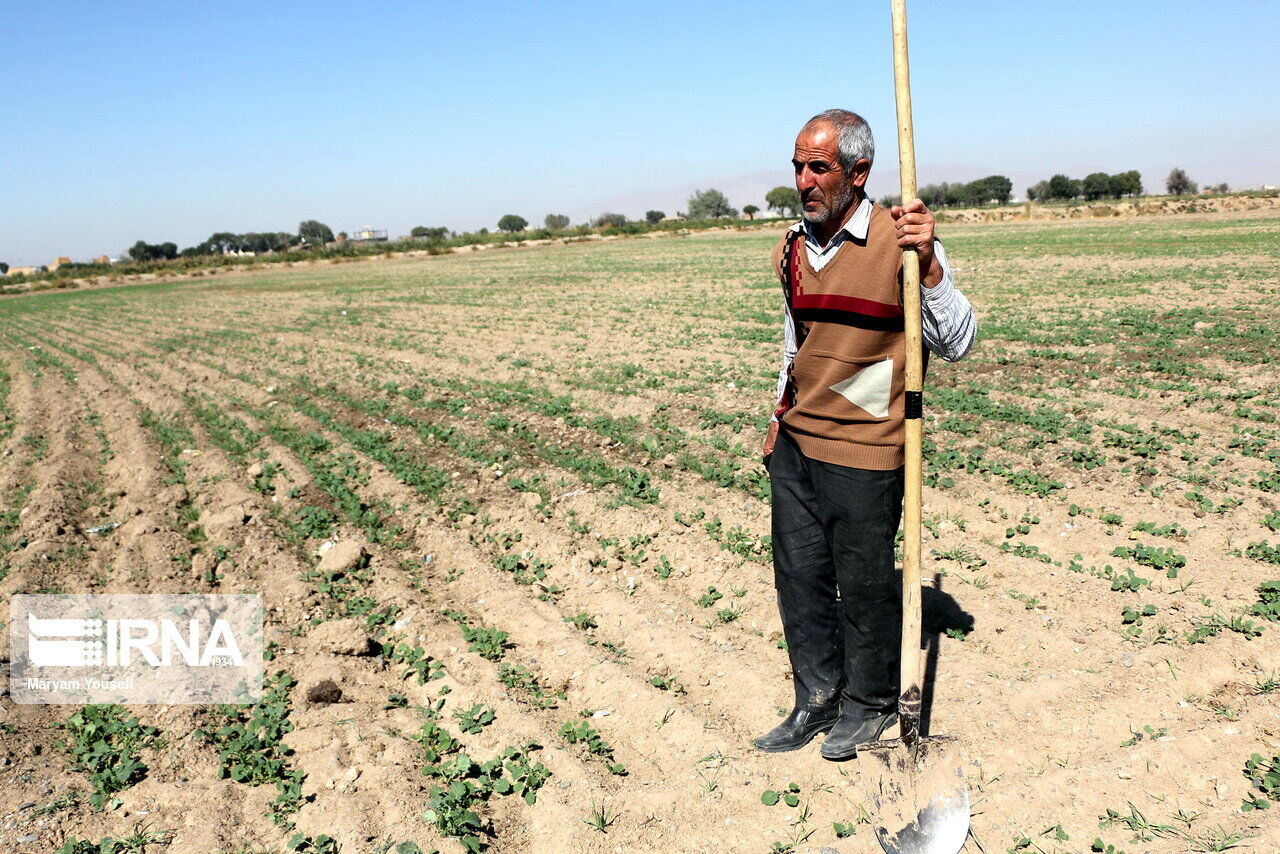 ۲۱ هزار کشاورز قزوینی از طرح امهال تسهیلات بخش کشاورزی بهره مند شدند - ایرنا