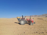 خارخاسک زراعی در اراضی دیم خراسان شمالی کشت شد