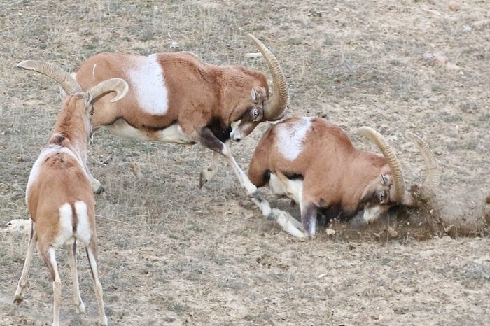 سایت پرورش قوچ و میش بیجار ظرفیت گردشگری دارد