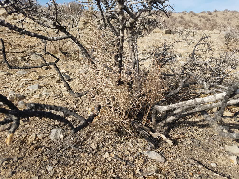 ۱۰ درصد گونه های جنگلی آسیب دیده از آتش سوزی ارسنجان جوانه زد
