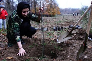 امسال ۵۰ هزار اصله نهال رایگان در گرگان توزیع می‌شود