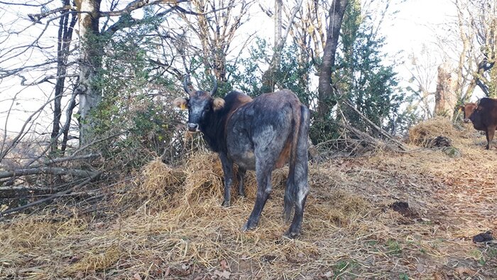 سقط جنین دامها عشایر رضوانشهر را پریشان کرده است
