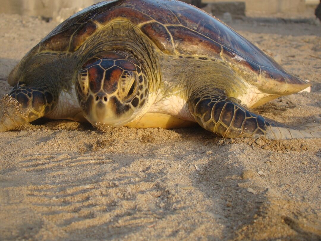 لاک پشت‌های دریایی در چابهار صاحب دبیرخانه مستقل شدند