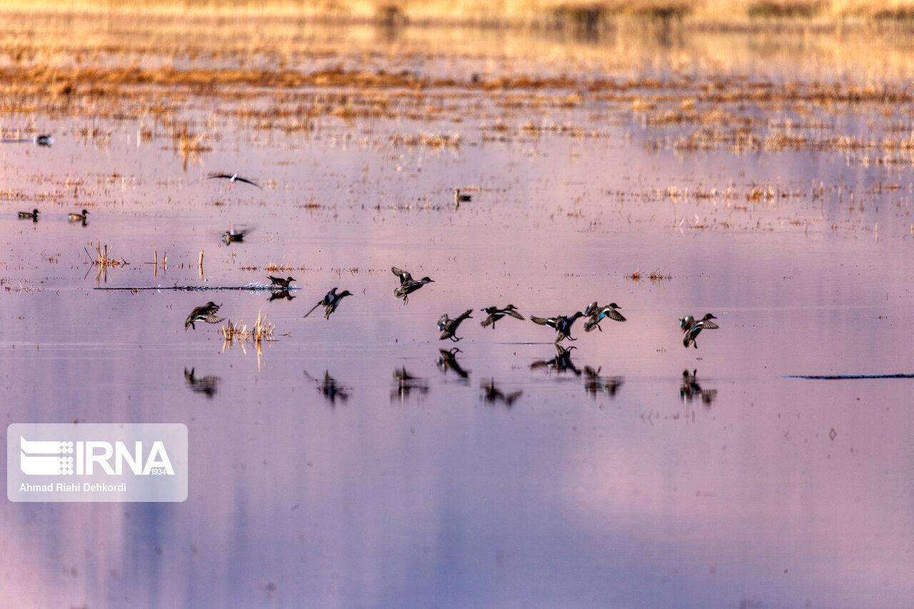 چشمانداز تاریک برای آینده آبی تالابهای خوزستان چشمانداز تاریک برای آینده آبی تالابهای خوزستان
