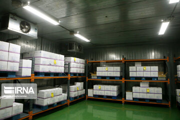 Production of Iran-Cuba COVID-19 PastoCovac vaccine in Tehran