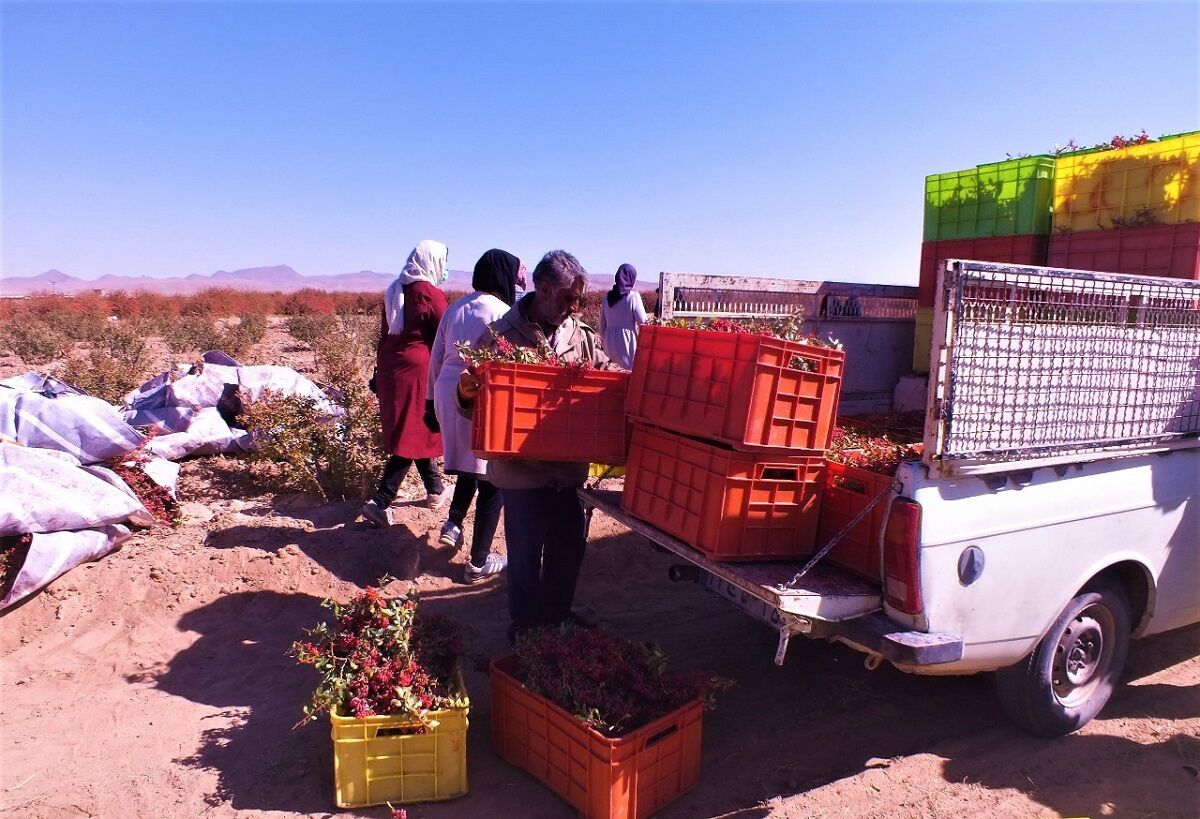 مراکز خرید حمایتی زرشک در خراسان جنوبی افزایش یافت مراکز خرید حمایتی زرشک در خراسان جنوبی افزایش یافت