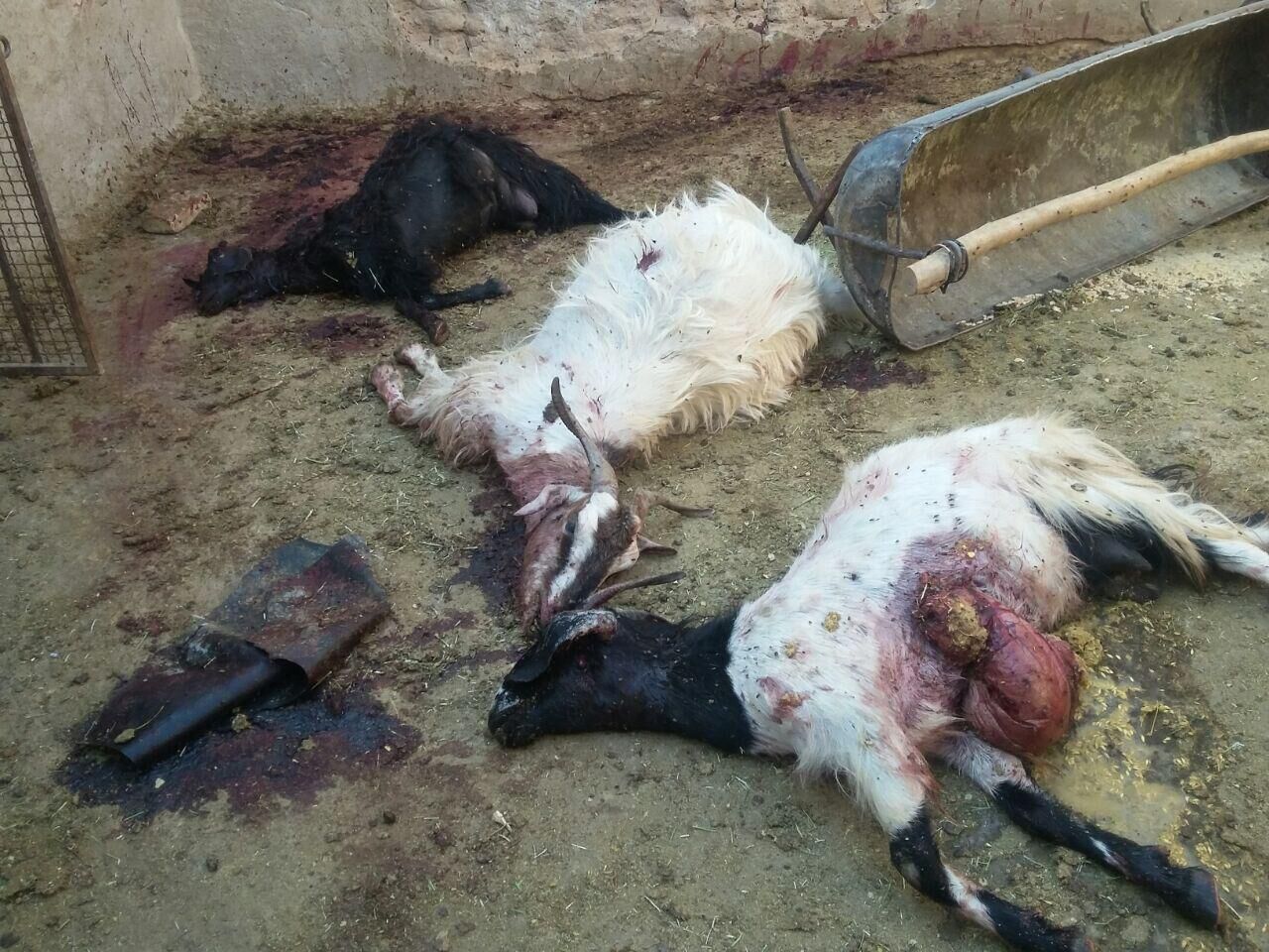۳۸ راس گوسفند به دلیل حمله گرگ‌ در مهریز تلف شد