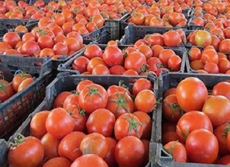 کشاورزان بوشهر از افزایش تعرفه صادراتی گوجه فرنگی معاف شدند