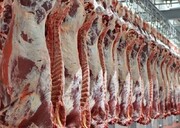 ۹۸.۳ تن گوشت ناسالم امسال در کشتارگاه‌های استان سمنان معدوم شد