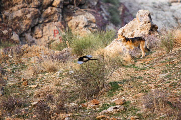 کمیته ساماندهی گرگاسهای تاقبستان کرمانشاه تشکیل شد